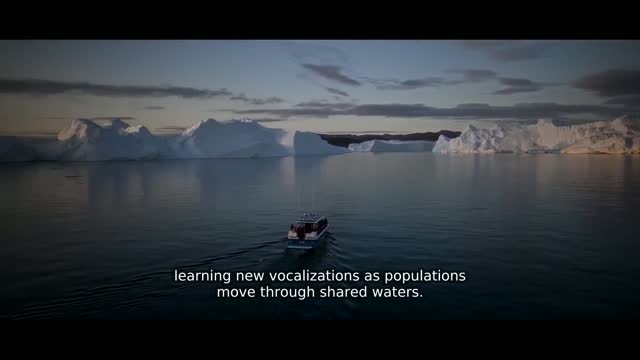 The Secret Lives of Whales: What Their Songs Reveal — a film made on DittoPix
